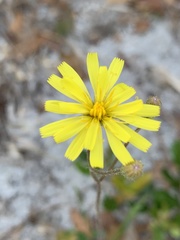 Hieracium megacephalon