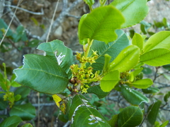 Rhamnus pirifolia