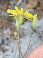 Hieracium megacephalon