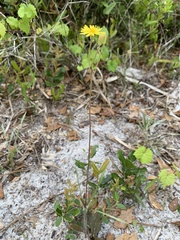 Hieracium megacephalon
