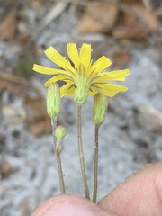 Hieracium megacephalon