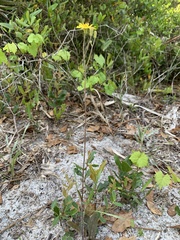 Hieracium megacephalon