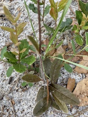 Hieracium megacephalon