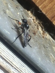 Bibio femoratus