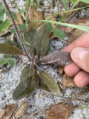 Hieracium megacephalon