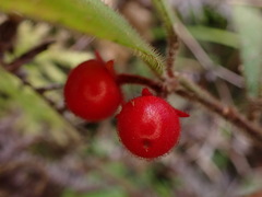 Ardisia villosa