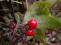 Ardisia villosa
