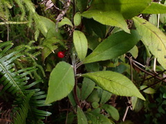 Ardisia villosa