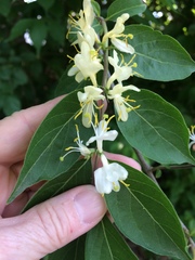 Lonicera