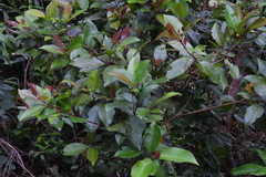 Syzygium kusukusuense