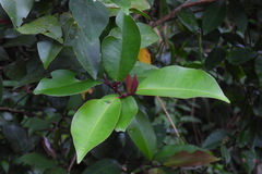 Syzygium kusukusuense