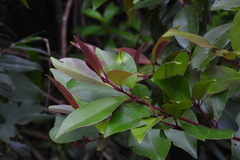 Syzygium kusukusuense