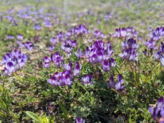 Astragalus rattanii jepsonianus