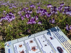 Astragalus rattanii jepsonianus