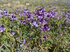 Astragalus rattanii jepsonianus