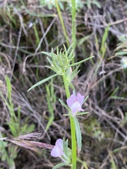 Misopates