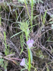 Misopates