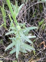 Misopates