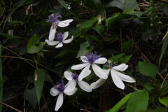 Clematis akoensis
