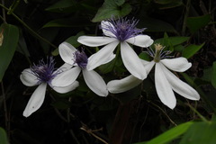 Clematis akoensis