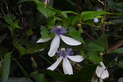 Clematis akoensis