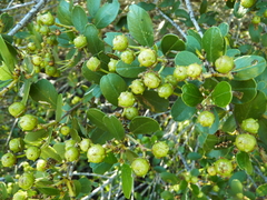 Ceanothus megacarpus insularis