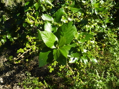 Ceanothus arboreus