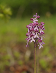 Orchis × hybrida