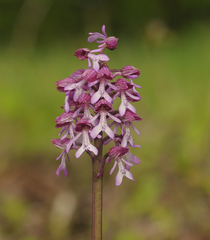 Orchis × hybrida