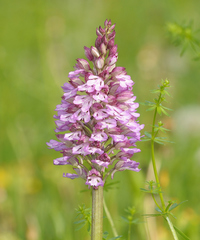 Orchis × hybrida