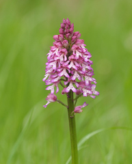 Orchis × hybrida