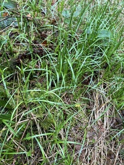 Carex brizoides