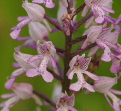 Orchis × hybrida