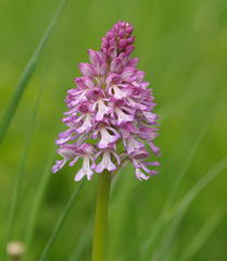 Orchis × hybrida