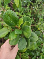 Ficus microcarpa latifolia