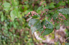 Erysiphe syringae-japonicae