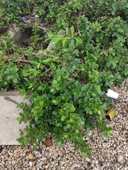 Ficus microcarpa latifolia