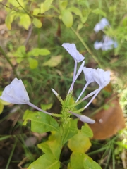 Plumbago auriculata