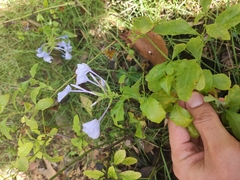 Plumbago auriculata