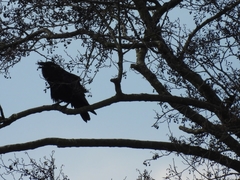 Corvus corax