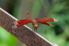 Neurothemis ramburii