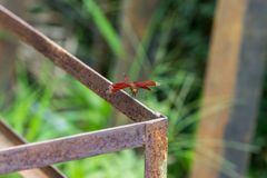 Neurothemis ramburii