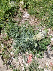 Reseda alba