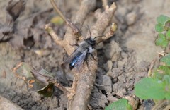 Andrena danuvia
