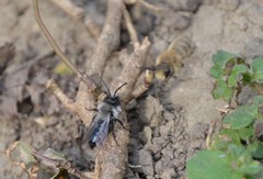 Andrena danuvia
