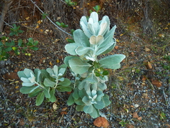 Hazardia detonsa