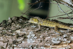 Calotes versicolor