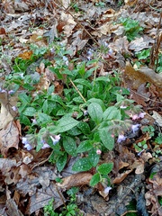 Pulmonaria officinalis