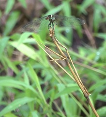 Onychothemis abnormis