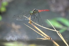 Onychothemis abnormis